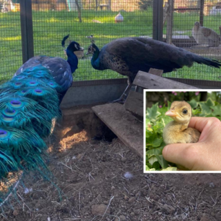 OhLindo, Elsa e alcuni dei loro cuccioli