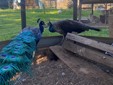 OhLindo, Elsa e alcuni dei loro cuccioli