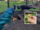OhLindo, Elsa e alcuni dei loro cuccioli