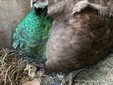 OhLindo, Elsa e alcuni dei loro cuccioli