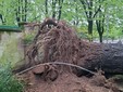 Il giardino Piera Pattani è stato chiuso al pubblico per la caduta di un albero