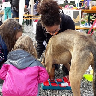 Pet therapy e benessere: il 18 maggio Olgiate Olona ospita “In Cammino con Noi 2025”, evento esperienziale con asini, conigli e cani
