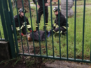 Capriolo incastrato nella recinzione al parco. Lo liberano i vigili del fuoco