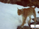 VIDEO. La lince torna a farsi vedere in Ossola: nuovi avvistamenti confermati da un video