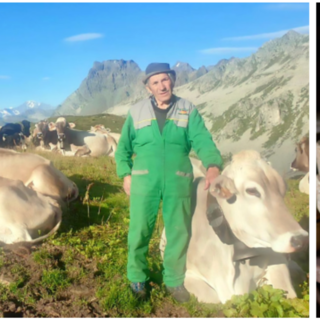 Torna il Bettelmatt: il formaggio d’alpe che racconta l’Alta Ossola