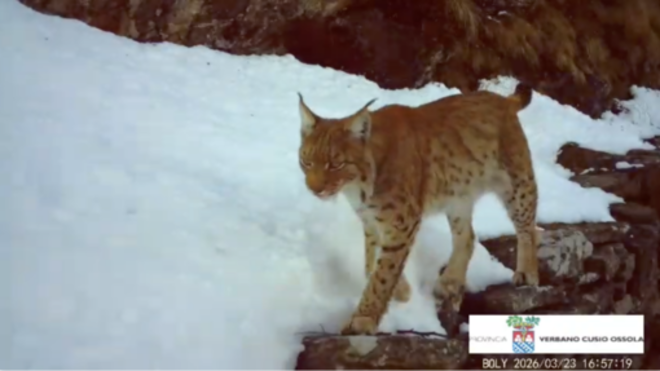 VIDEO. La lince torna a farsi vedere in Ossola: nuovi avvistamenti confermati da un video