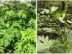 L'Heracleum mantegazzianum, meglio noto come panace di Mantegazza