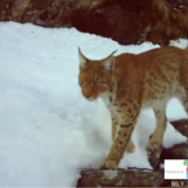VIDEO. La lince torna a farsi vedere in Ossola: nuovi avvistamenti confermati da un video