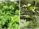 L'Heracleum mantegazzianum, meglio noto come panace di Mantegazza