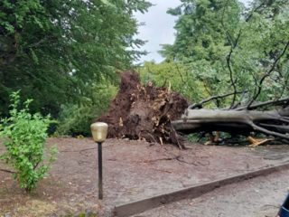 Albero giù in via Marzorati dopo le forti raffiche di oggi a Varese (ringraziamo Pinaz e Gianluca Bertoni per l'immagine)