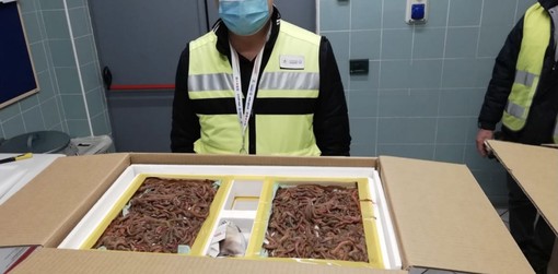 A Malpensa un carico di 216mila esemplari di esche vive dalla Cina