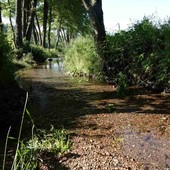 Specie invasive, biodiversità e salvaguardia del territorio: 4mila segnalazioni in un anno tra Italia e Svizzera Specie invasive, biodiversità e salvaguardia del territorio: 4mila segnalazioni in un anno tra Italia e Svizzera