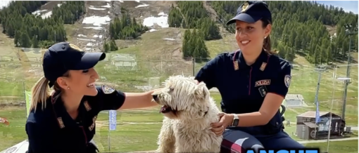 «Vacanze sì, abbandoni no»: la Polizia di Stato lancia la campagna contro chi si libera degli animali