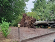 Albero giù in via Marzorati dopo le forti raffiche di oggi a Varese (ringraziamo Pinaz e Gianluca Bertoni per l'immagine)