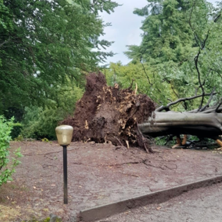 Albero giù in via Marzorati dopo le forti raffiche di oggi a Varese (ringraziamo Pinaz e Gianluca Bertoni per l'immagine)