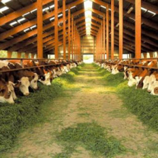L'afa mette in ginocchio anche le mucche: ventilatori e doccette nelle stalle del Varesotto. Produzione di latte in calo del 15%