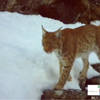 VIDEO. La lince torna a farsi vedere in Ossola: nuovi avvistamenti confermati da un video