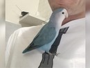Ritrovato il pappagallo Spriz