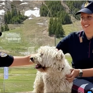 «Vacanze sì, abbandoni no»: la Polizia di Stato lancia la campagna contro chi si libera degli animali