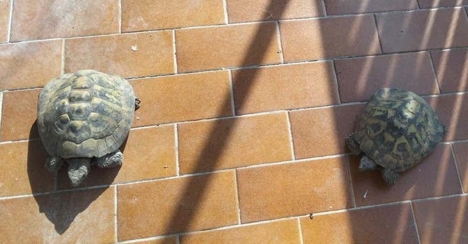 Due delle tartarughe salvate e affidate da Casaringhio Due delle tartarughe salvate e affidate da Casaringhio