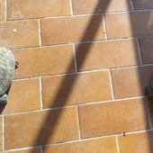 Due delle tartarughe salvate e affidate da Casaringhio Due delle tartarughe salvate e affidate da Casaringhio
