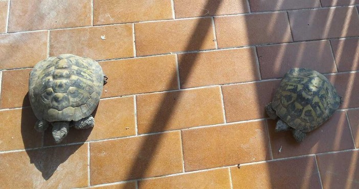 Due delle tartarughe salvate e affidate da Casaringhio