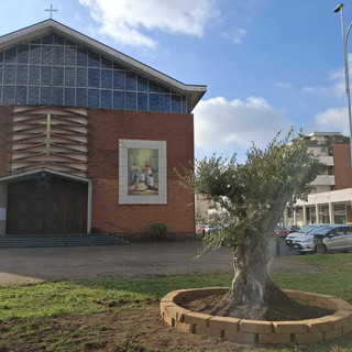 La pianta di ulivo messa a dimora a Beata Giuliana