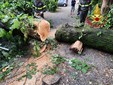 Alberi caduti tra Varese e Malnate a causa del violento temporale notturno