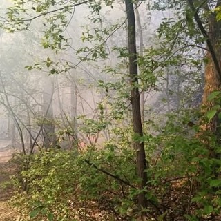 Incendio nel bosco di Vergiate (foto dalla pagina Facebook del sindaco)