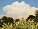 Cumulonembo svetta sopra i campi del grano  (Foto P. Valisa tratta da astrogeo.va.it)