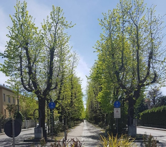 Festa di Primavera, a Cassano Magnago la solidarietà dà spettacolo e diverte Festa di Primavera, a Cassano Magnago la solidarietà dà spettacolo e diverte