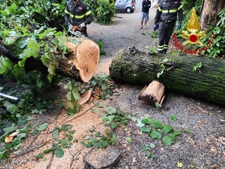 Alberi caduti tra Varese e Malnate a causa del violento temporale notturno