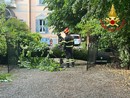 Alberi caduti tra Varese e Malnate a causa del violento temporale notturno