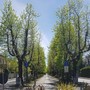 Festa di Primavera, a Cassano Magnago la solidarietà dà spettacolo e diverte Festa di Primavera, a Cassano Magnago la solidarietà dà spettacolo e diverte