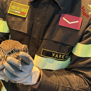 La civetta tratta in salvo dai vigili del fuoco in via Tasso a Varese La civetta tratta in salvo dai vigili del fuoco in via Tasso a Varese