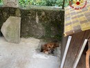 FOTO. Cunardo, cane resta incastrato in un canale di scolo. Salvato dai vigili del fuoco