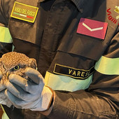 La civetta tratta in salvo dai vigili del fuoco in via Tasso a Varese La civetta tratta in salvo dai vigili del fuoco in via Tasso a Varese