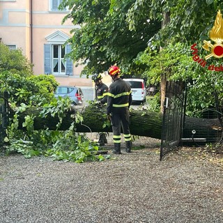 Alberi caduti tra Varese e Malnate a causa del violento temporale notturno