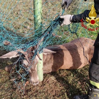 FOTO. Cervo resta impigliato con le corna a una rete alla Rasa: liberato dai vigili del fuoco