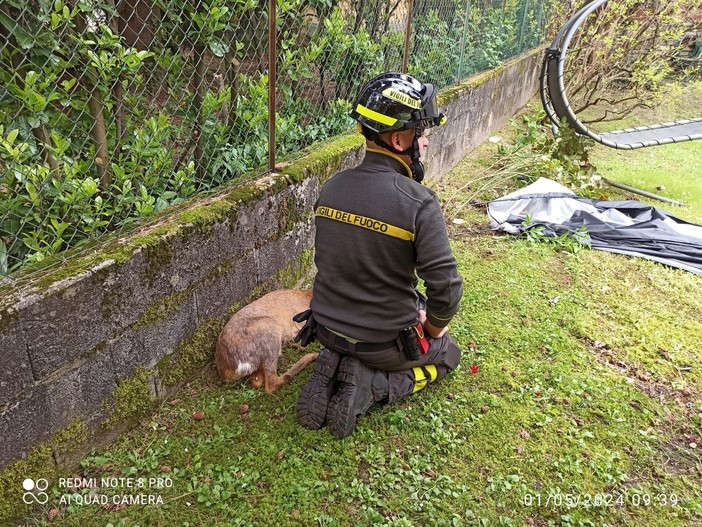 FOTO. Capriolo in difficoltà in un parco di Besozzo: salvato dai vigili del fuoco