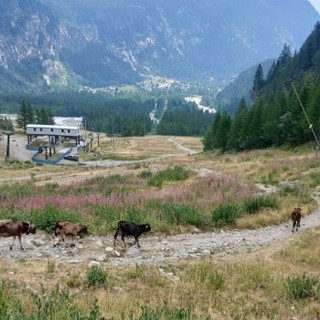 Due vitelli uccisi  in pieno giorno da un lupo vicino a Macugnaga