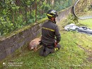 FOTO. Capriolo in difficoltà in un parco di Besozzo: salvato dai vigili del fuoco