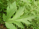 L'Heracleum mantegazzianum L'Heracleum mantegazzianum