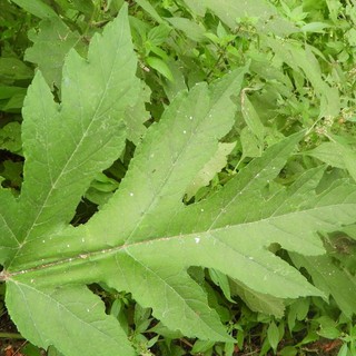 L'Heracleum mantegazzianum