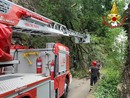 FOTO. Luino, albero piomba sulla strada. Vigili del fuoco in azione