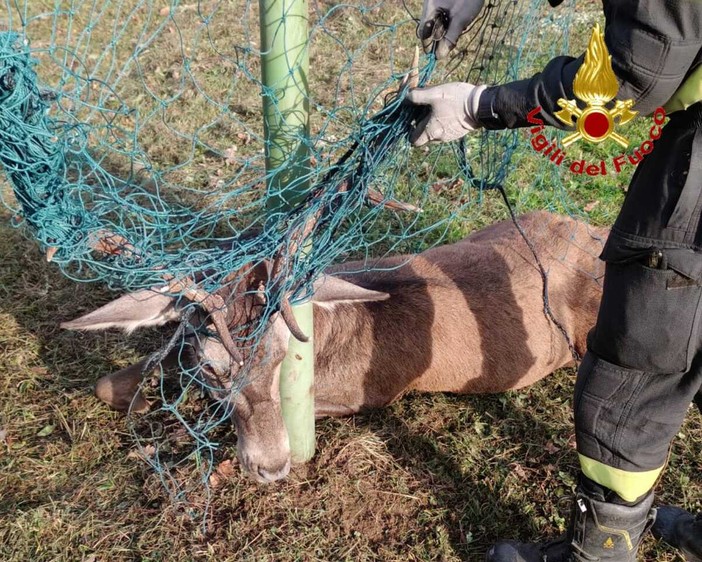 FOTO. Cervo resta impigliato con le corna a una rete alla Rasa: liberato dai vigili del fuoco