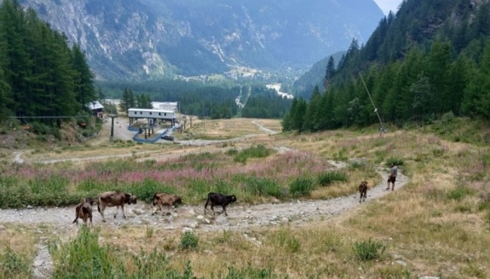 Due vitelli uccisi in pieno giorno da un lupo vicino a Macugnaga Due vitelli uccisi in pieno giorno da un lupo vicino a Macugnaga