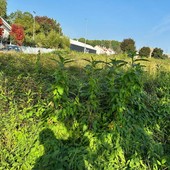 Le immagini documentano le condizioni del verde e della viabilità richiamate nell’intervento