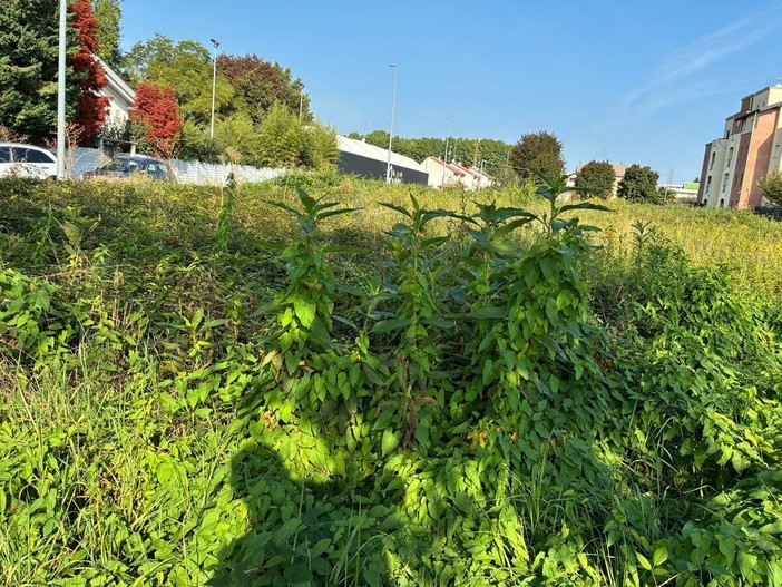 Le immagini documentano le condizioni del verde e della viabilità richiamate nell’intervento