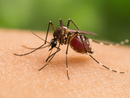 Caso di West Nile Virus individuato da Asst Valle Olona, ricovero a Busto Caso di West Nile Virus individuato da Asst Valle Olona, ricovero a Busto